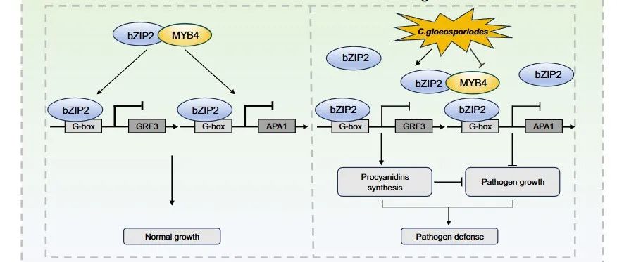 New Phytologist | 北京林业大学谢剑波课题组揭示杨树免疫应答与平衡生长的分子机制