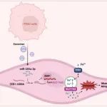 Cancer Letters | 中国医学院肿瘤医院刘明洋团队合作揭示肿瘤外泌体来源的miR-203a-3p促进胰腺癌恶病质发展