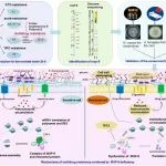 Adv Sci | 中科院微生物研究所李少杰团队发现解旋酶MSP-8介导的真菌多重耐药新机制