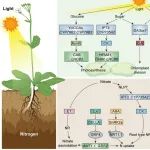 华南农业大学农学院储成才团队综述光氮协同调控植物生长发育研究进展