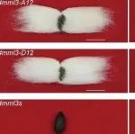 浙江大学博士生一作在植物科学一区Top期刊（IF5y=10.5）发表研究成果！发现棉花纤维发育新机制