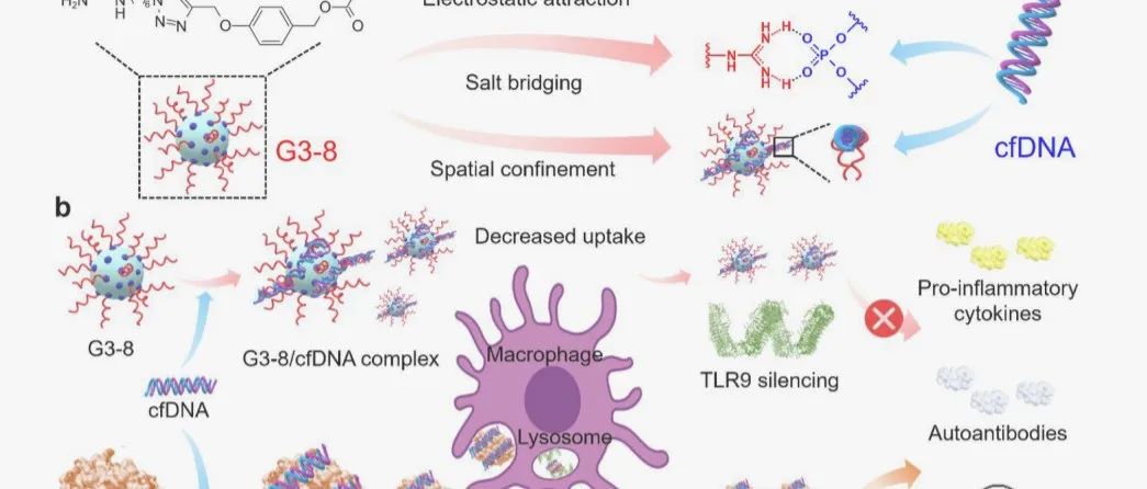 JACS|螺旋保护的分子夹用于清除游离DNA和治疗系统性红斑狼疮