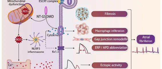 EHJ丨贝勒医学院Na Li实验室研究揭示GSDMD非焦亡依赖途径促进心房颤动发生的机制