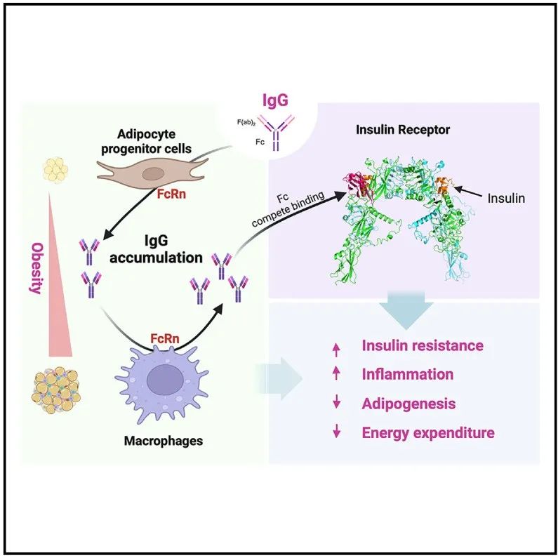 Cell Metab | 北京大学基础医学院强力团队通过FcRn依赖的IgG在脂肪组织中的积累揭示肥胖症病理生理学机制