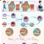 四川大学杨佼佼/熊燕/李继遥 Acta Biomater.: 用于减轻化脓性关节炎影像学和病理学损伤的原位双靶向药物递送系统