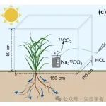 SBB | 安韶山研究员团队关于黄土高原草地光合碳在植物-土壤-微生物系统间的转移研究取得新进展