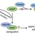 Adv Sci | 四川大学王魁团队揭示抗氧化酶PRDX6促癌的非酶活机制