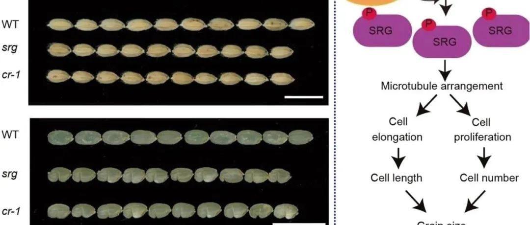 JIPB | 南京农业大学万建民院士团队揭示水稻粒型调控新机制