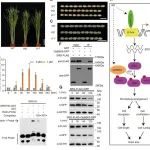 南京农业大学万建民院士团队揭示水稻粒型调控新机制