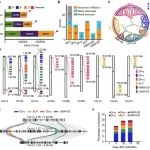 中国农大博士生共一作者在植物科学顶级期刊（IF=17.1）发表研究成果！完成中国春小麦基因组近完整组装，助力小麦育种与功能研究