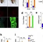 Cell Discovery丨武汉大学宋威/杨智勇/袁玉峰合作研究发现一种肿瘤分泌的蛋白质利用胰高血糖素的释放来引起宿主消耗