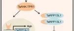 Dev Cell | 西北农林科技大学张新梅/康振生发现TaANK-TPR1通过控制NLR蛋白增强小麦对条锈病的抗性