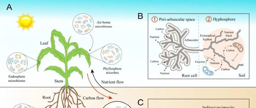 观点文章| ISME J：植物-丛枝菌根真菌-细菌连续体的合作机制