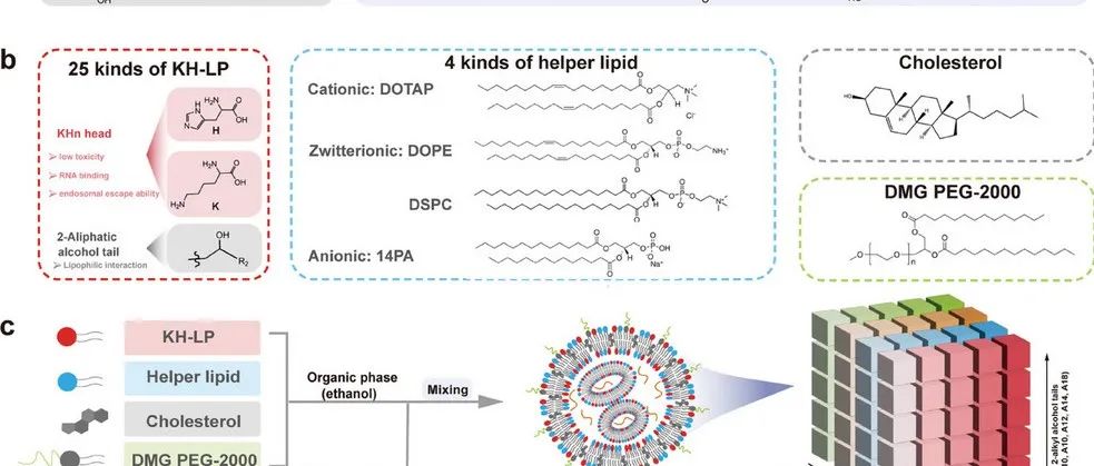 Advanced Materials|基于脂肽的器官特异性靶向（POST）脂质纳米颗粒的模块化设计，用于高效RNA递送