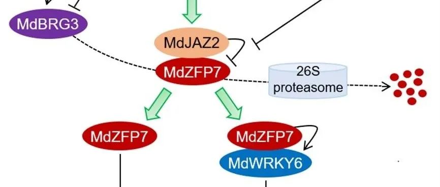 JIPB丨中国科学院武汉植物园联合多家单位揭示茉莉酸与赤霉素信号的精细互作网络