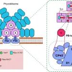 PNAS | 北京大学赵进东课题组揭示蓝细菌藻胆体与光系统II结合的新分子机制