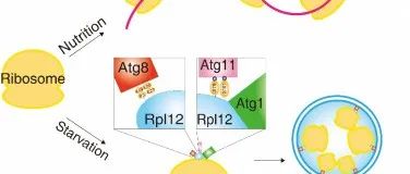 Nature Cell Biology | 浙江大学易聪课题组合作发现核糖体稳态调控的重要机制