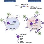 Mol Therapy | 中国科学技术大学王毅课题组研发靶向BPTF的PROTAC分子操控肿瘤微环境以增强NK细胞的抗肝癌效应