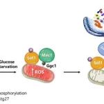 PNAS | 浙江大学易聪课题组揭示葡萄糖饥饿诱导自噬发生的重要机制