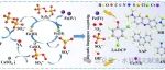 文献速递|长安大学SPT:过硫酸盐协同Fe(Ⅲ)/ CaSO3体系持久降解地下水中2,4-DCP：Fe(Ⅳ)和1O2的氧化作用