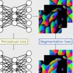 研究前沿：Cellpose 3.0 一键图像恢复+细胞分割 | Nature Methods