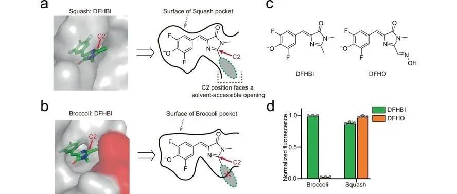 文献分享| Nat. Commun.：用于体内成像和传感的近红外荧光RNA