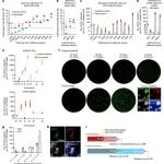 Nat Chem Biol | 北京大学邓宏魁团队开发一种快速化学重编程系统实现人类多能干细胞的生成