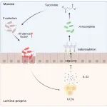 Nat Microbiol丨清华大学郭晓欢等发现ILC3s通过宿主肠道半乳糖化来调节肠道微生物群，以限制小鼠中的病原体感染！