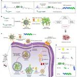 Nat Nanotechnol | 南京大学叶德举团队报道了一种肿瘤特异性纳米粒子，通过破坏溶酶体来激活焦亡，用于癌症免疫治疗