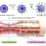 ACS Nano：鹿角芽基祖细胞的工程化细胞外囊泡用于治疗脊髓损伤