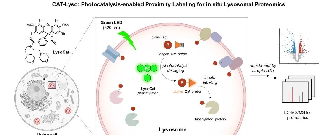 CAT-Lyso: 陈鹏/樊新元团队开发生物正交光催化驱动的溶酶体空间蛋白质组学技术