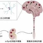 Nat Neurosci | 武汉大学张振涛在帕金森病发病机制研究方面取得进展