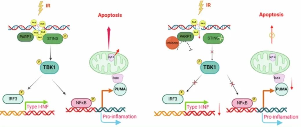 Cell Death Differ | 中国科学院孙益嵘团队破解细胞凋亡新机制