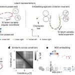 Nature Methods|维也纳医科大学|Adam Gosztolai团队用MARBLE探究神经群体动力学机制