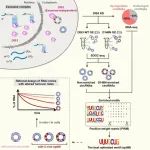 【科技前沿】Mol Cell｜陈玲玲研究组合作发现核酸内切酶DIS3介导的环形RNA降解机制