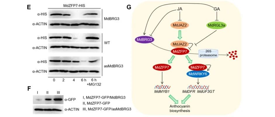 文献分享 | MdZFP7通过与MdJAZ2和MdRGL3a互作整合JA与GA信号，调控花青素合成并被MdBRG3降解