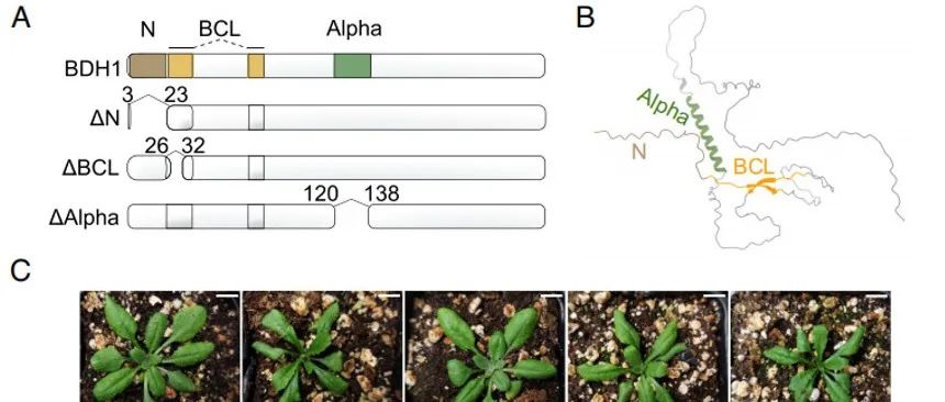 PNAS | BDH蛋白缺失对植物下胚轴细胞生长的影响及其分子机制