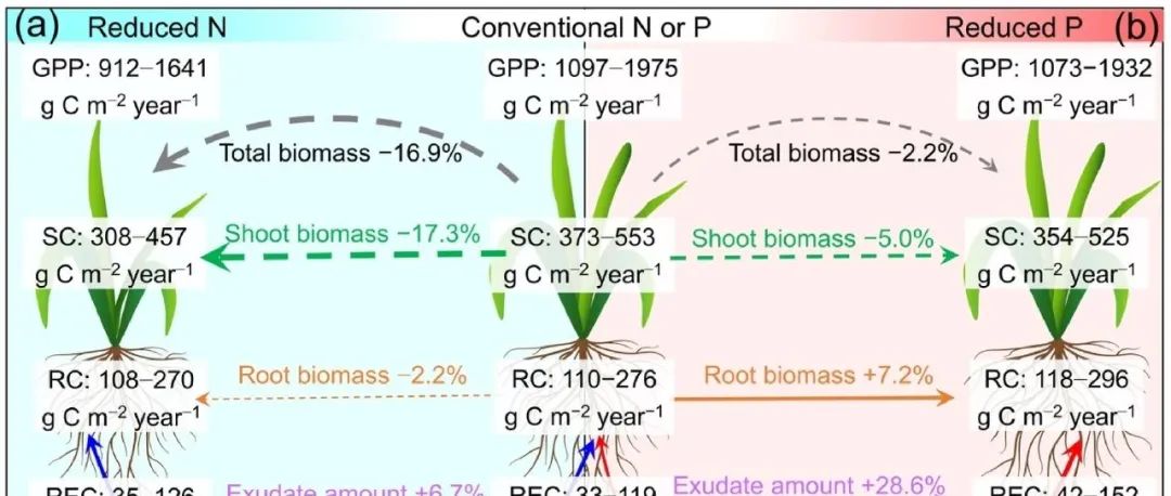 综述文章丨SOIL BIOL BIOCHEM：将种植系统置于次优磷条件下，可促进植物养分获取和微生物碳供应，同时不影响生物量