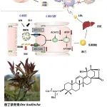 北京大学屠鹏飞团队：苦丁茶皂苷片获批临床试验——中药抗高脂血症原创药物研发取得新的进展