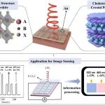 华南师范大学胡小文 AFM：基于胆甾相液晶聚合物薄膜的钙钛矿圆偏振光电探测器