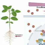 华中农业大学博士生一作在Nature Plants发表研究成果！