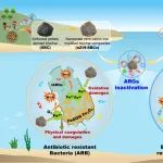 中国海洋大学郑浩团队CEJ：纳米零价铁改性生物炭灭活水环境中抗生素抗性基因——氧化损伤和物理破坏的协同作用