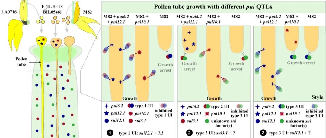 【作者解读】New Phytologist中国科学院昆明植物研究所郭晗课题组在番茄种间单向不亲和反应的遗传调控机制方面取得新进展