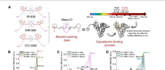 Science Advances.| 原位白蛋白标记用于内皮屏障破坏的靶向成像