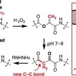 J. Am. Chem. Soc. | 通过翻译后O to C酰基转移实现多肽骨架编辑