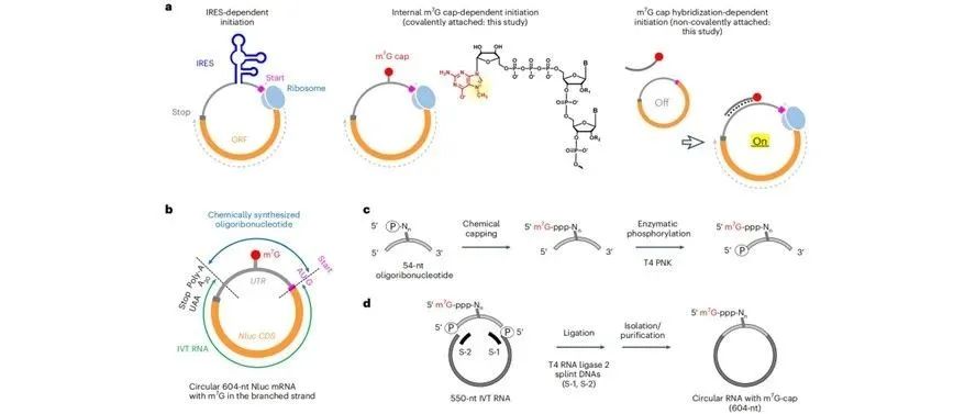 文献分享| Nat. Biotechnol.：通过内部帽结构，提高环状mRNA的蛋白质产量