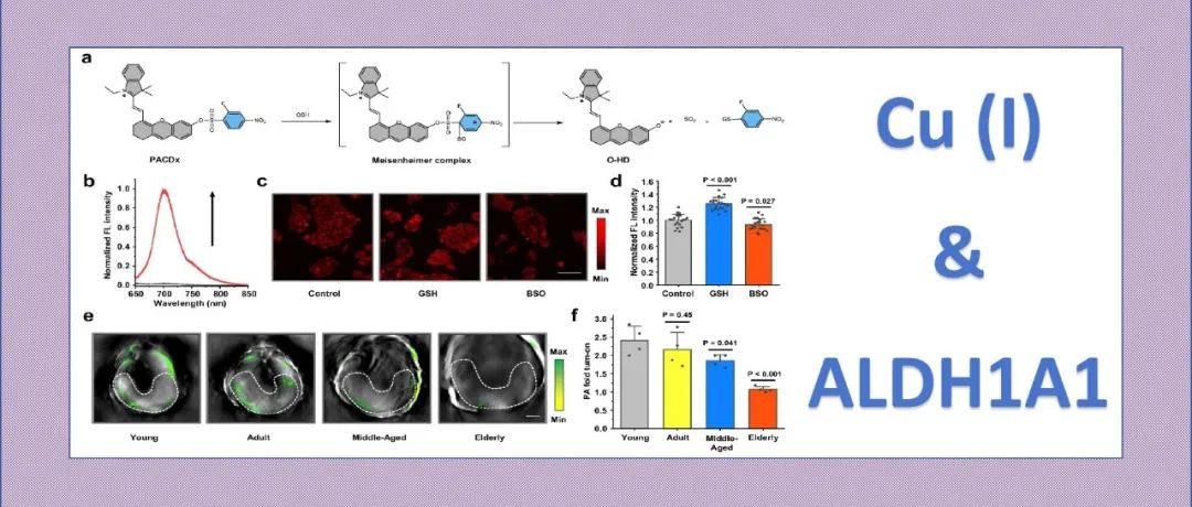 文献分享|基于活性的传感技术揭示活性铜水平的升高会通过消耗肝脏中的ALDH1A1来促进肝脏衰老