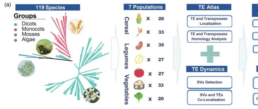 文献分享 | 通过比较811个基因组破译植物的转座模式