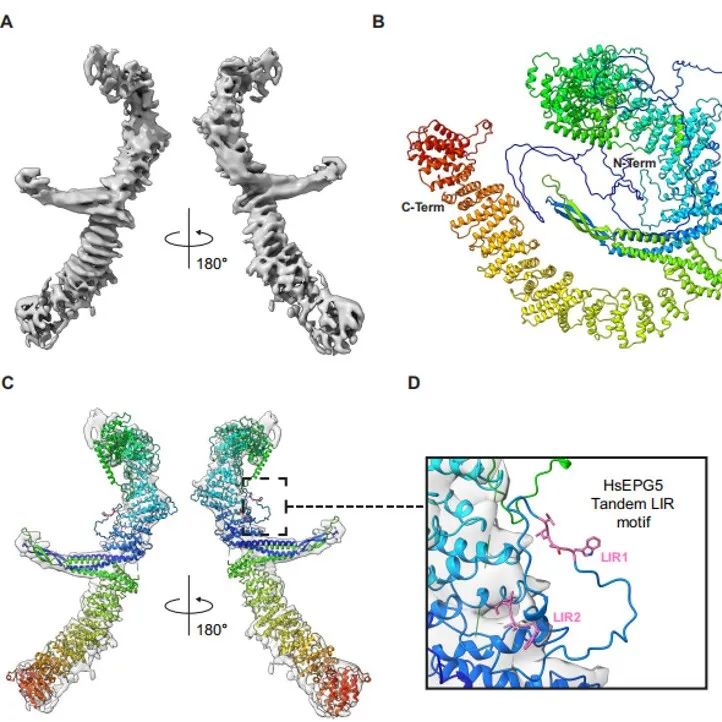 Autophagy | 自噬因子EPG5的结构特征及其在自噬中的功能机制