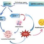 Aging Cell | 同济大学王红兵教授团队揭示gst-35/GSTA1-3介导溶酶体功能障碍损害线虫健康周期及寿命的新机制